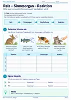 Vorschau - Unterrichtsreihen - Sinne bei Tieren – Reiz-Reaktion, Echoortung, Geruchssinn & Anpassungen | Biologie 5/6 - Seite 1
