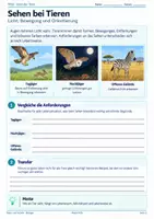 Vorschau - Unterrichtsreihen - Sinne bei Tieren – Reiz-Reaktion, Echoortung, Geruchssinn & Anpassungen | Biologie 5/6 - Seite 2