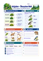 Vorschau - Arbeitsblätter - Biologie Ökosystem Wald Sek I Klasse 5–7 – Stockwerke, Nahrungsnetz und Kreisläufe - Seite 1