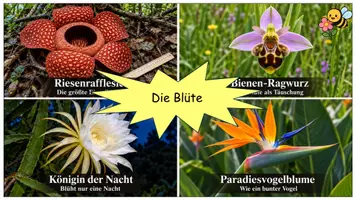 Vorschau - Stundenentwürfe - Blütenpflanzen – Unterrichtspaket Biologie Klasse 5/6 | Aufbau der Blüte, Bestäubung, Befruchtung, Früchte & Samenausbreitung | Arbeitsblätter, Präsentationen & Lösungen - Seite 3