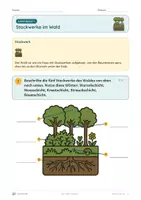 Vorschau - Unterrichtsreihen - Der Wald · Klasse 3 · Übungspack · luftige Fassung - Seite 1