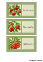 Vorschau - Aufgabenkarten - Domino: Sträucher der Hecke - Sachunterricht Jgst. 2 - Seite 3