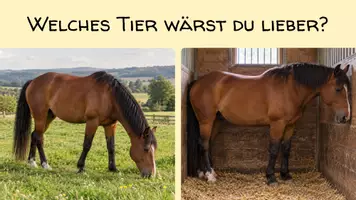 Vorschau - Präsentationen/Tafelbilder - Welttierschutztag Unterrichtsplanung - Seite 2