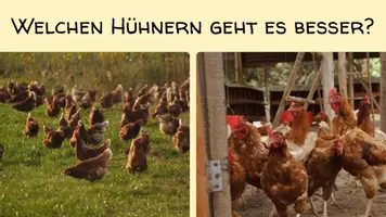 Vorschau - Präsentationen/Tafelbilder - Welttierschutztag Unterrichtsplanung - Seite 3