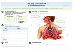 Vorschau - Arbeitsblätter - Weg der Atemluft - Arbeitsblatt mit Lösung - Deckblatt