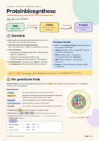 Vorschau - Arbeitsblätter - Proteinbiosynthese – Handout und Arbeitsblatt - Seite 1