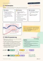 Vorschau - Arbeitsblätter - Proteinbiosynthese – Handout und Arbeitsblatt - Seite 2