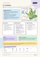 Vorschau - Arbeitsblätter - Proteinbiosynthese – Handout und Arbeitsblatt - Seite 3