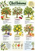 Vorschau - Arbeitsblätter - Lernplakat + Arbeitsblätter zum Thema "Obstbaum" + Lösung & MP3 + - Deckblatt