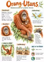 Vorschau - Arbeitsblätter - Lernplakat + Arbeitsblätter zum Thema "Orang-Utans" + Lösung & MP3 + Mindmap + Infografik - Deckblatt