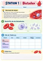 Vorschau - Arbeitsblätter - Stationenlernen: Blut und Herz (Blutkreislauf) - Seite 2