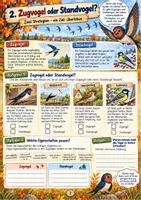 Vorschau - Arbeitsblätter - Vogelzug - Warum Vögel auf große Reise gehen 3./4. Klasse - Seite 2
