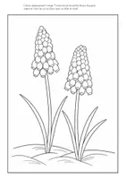 Aperçu - Matériel pour travaux manuels / dessin - Hyacinthe bricolage avec papier crépon - Page 2
