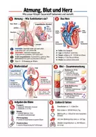 Vorschau - Arbeitsblätter - Atmung, Blut, Herz - Menschlicher Körper - Biologie Sek I Klasse 5-7 - Deckblatt