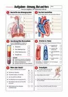 Vorschau - Arbeitsblätter - Atmung, Blut, Herz - Menschlicher Körper - Biologie Sek I Klasse 5-7 - Seite 1