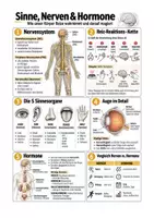 Vorschau - Arbeitsblätter - Sinne, Nerven, Hormone - Nervensystem - Biologie Sek I Klasse 7-10 - Deckblatt