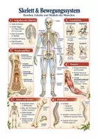 Vorschau - Arbeitsblätter - Skelett, Knochen, Bewegungssystem - Biologie Sek I Klasse 5-7 - Deckblatt