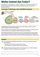 Vorschau - Stundenentwürfe - Wiederkäuer und Verdauung beim Rind – Warum kaut die Kuh ohne neues Futter? | Biologie-Mission Klasse 5-6 - Seite 3