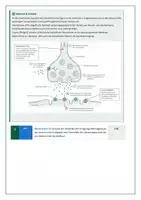 Vorschau - Prüfungsvorbereitung - Synapse & Nervengifte: TTX, Curare - Seite 1