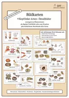 Vorschau - Präsentationen/Tafelbilder - Weichtiere I - Kopffüßer | 9 Arten | digitale Tafelbilder & Poster - Deckblatt