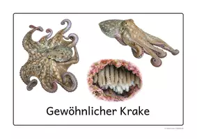 Vorschau - Präsentationen/Tafelbilder - Weichtiere I - Kopffüßer | 9 Arten | digitale Tafelbilder & Poster - Seite 2