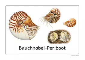 Vorschau - Präsentationen/Tafelbilder - Weichtiere I - Kopffüßer | 9 Arten | digitale Tafelbilder & Poster - Seite 3
