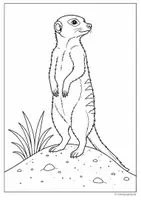 Vista previa - Manualidades / Dibujos para colorear - Imágenes de suricatos para colorear - página 2
