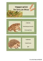 Vorschau - Aufgabenkarten - Klammerkarten Heckentiere - Lebensraum Hecke Übung - Seite 1