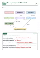 Vorschau - Arbeitsblätter - Politisches System: Wer macht was? | Gratis-Arbeitsblatt Verfassungsorgane | Politik Klasse 8–10 | mit Lösung - Seite 2