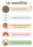 Aperçu - Feuilles d'exercices - Les mammifères - Page 3
