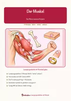 Vorschau - Arbeitsblätter - Der Muskel – Lesespurgeschichte mit Rätselaufgaben (Klasse 8) - Deckblatt