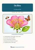 Vorschau - Arbeitsblätter - Die Blüte – Lesespurgeschichte mit Rätselaufgaben (Klasse 6) - Seite 1