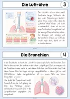 Vorschau - Stationenlernen - Die Atmung des Menschen - Seite 2