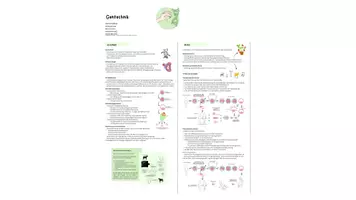 Vorschau - Präsentationen/Tafelbilder - Materialpaket Biologie Abitur/Prüfung - Seite 2