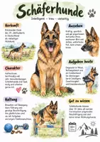Vorschau - Arbeitsblätter - Lernplakat + Arbeitsblätter zum Thema "Schäferhunde" + Lösung & MP3 + - Deckblatt