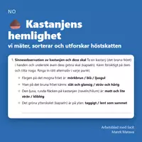 förhandsvisning - 🌰 Kastanjens hemlighet – vi mäter, sorterar och utforskar höstskatten (åk 3–4) - försättsblad