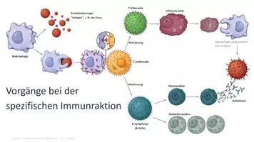 Vorschau - Arbeitsblätter - Spezifische Immunantwort: Arbeitsblatt mit Schaubild und Infotext - Seite 3