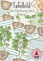Vorschau - Präsentationen/Tafelbilder - Tafelbild: Die Keimung der Bohne - Deckblatt