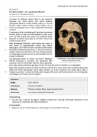 Vorschau - Arbeitsblätter - Arbeitsblatt: Die Evolution des Menschen (Stationenlernen) - Seite 3