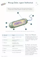 Vorschau - Unterrichtsreihen - Bakterien – Gesamtpaket Biologie | Zellbau, Vermehrung, Stoffwechsel & Alltag - Seite 1