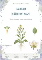 Vorschau - Unterrichtsreihen - Bau der Blütenpflanze – Gesamtpaket Biologie | Wurzel, Spross, Blatt & Blüte - Deckblatt