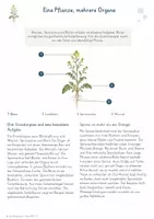 Vorschau - Unterrichtsreihen - Bau der Blütenpflanze – Gesamtpaket Biologie | Wurzel, Spross, Blatt & Blüte - Seite 1