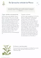 Vorschau - Unterrichtsreihen - Bau der Blütenpflanze – Gesamtpaket Biologie | Wurzel, Spross, Blatt & Blüte - Seite 3