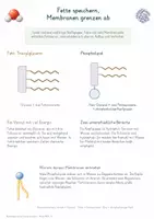 Vorschau - Unterrichtsreihen - Biomoleküle & Chemie des Lebens – Gesamtpaket Biologie | Kohlenhydrate, Lipide, Proteine & DNA - Seite 3