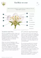 Vorschau - Unterrichtsreihen - Blüten, Bestäubung & Befruchtung – Gesamtpaket Biologie | Pollen, Samen & Fruchtbildung - Seite 1