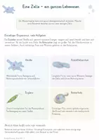 Vorschau - Unterrichtsreihen - Einzellige Eukaryoten – Gesamtpaket Biologie | Amöbe, Pantoffeltierchen & Euglena - Seite 1