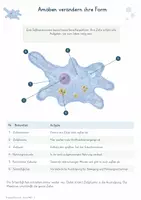 Vorschau - Unterrichtsreihen - Einzellige Eukaryoten – Gesamtpaket Biologie | Amöbe, Pantoffeltierchen & Euglena - Seite 2