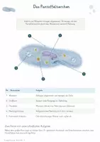 Vorschau - Unterrichtsreihen - Einzellige Eukaryoten – Gesamtpaket Biologie | Amöbe, Pantoffeltierchen & Euglena - Seite 3