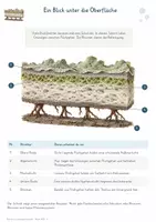 Vorschau - Stundenentwürfe - Flechten und Lebensgemeinschaften – Gesamtpaket Biologie | Symbiose, Wuchsformen & Bioindikation - Seite 2