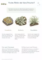Vorschau - Stundenentwürfe - Flechten und Lebensgemeinschaften – Gesamtpaket Biologie | Symbiose, Wuchsformen & Bioindikation - Seite 3
